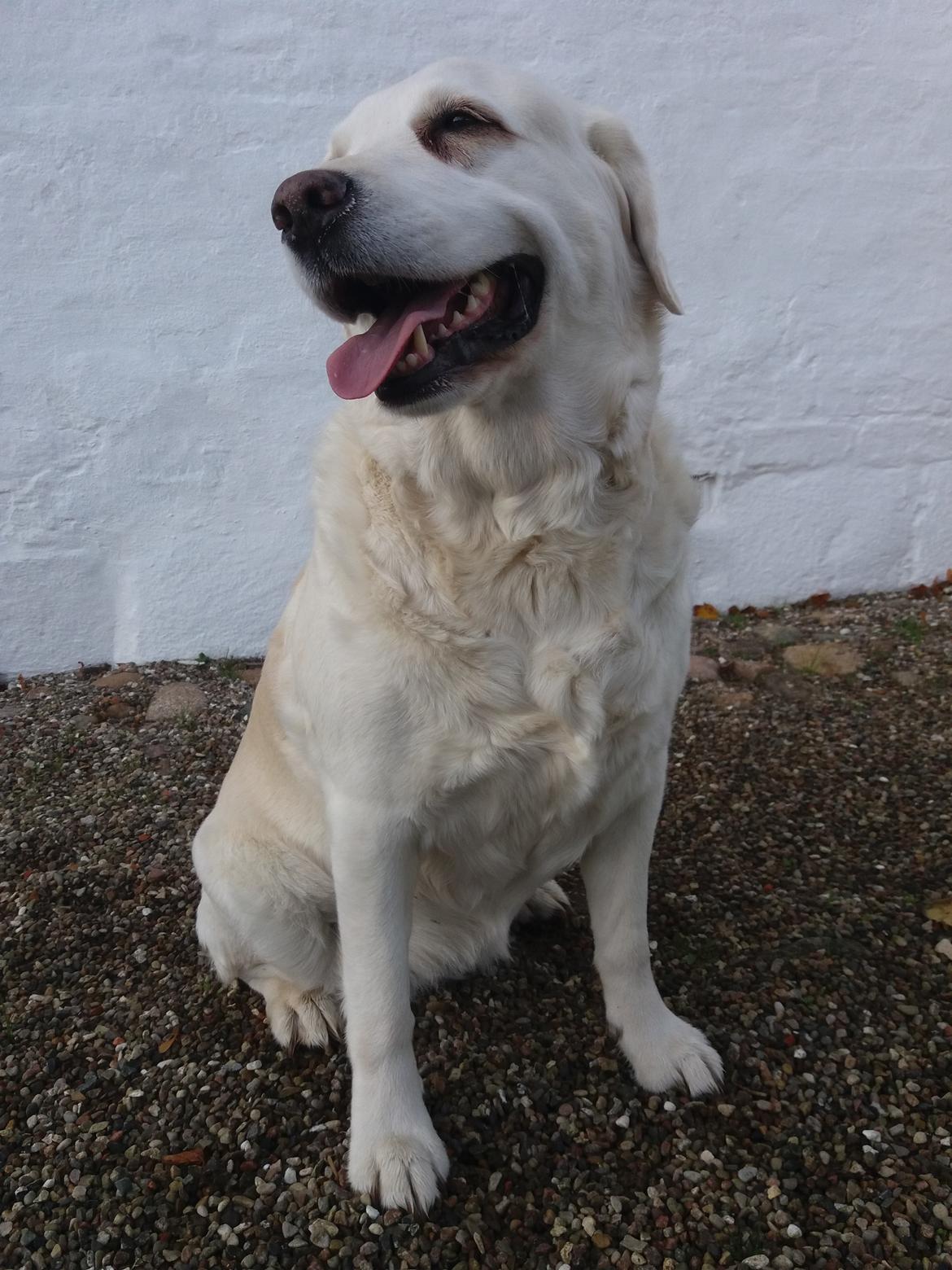 Blanding af racer †Puk† - 2018 billede 17