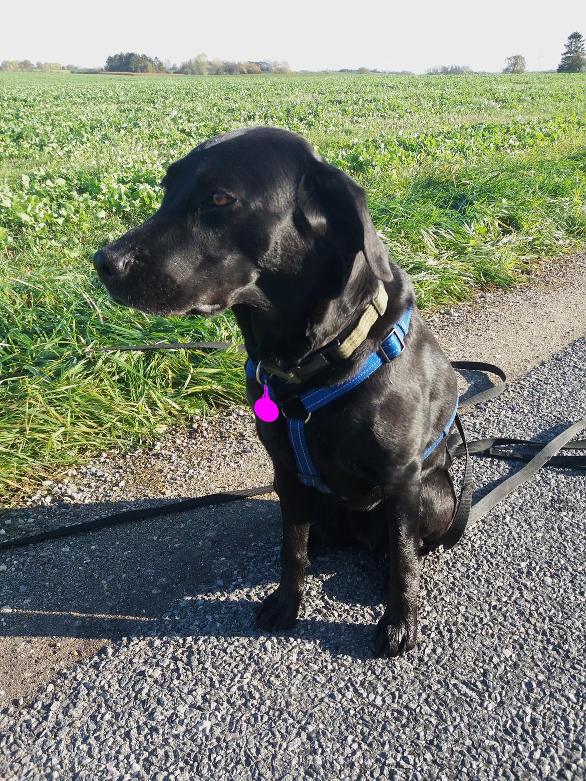 Labrador retriever Sif - 2018 billede 10