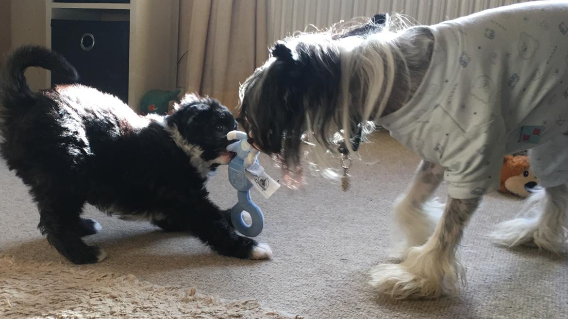 Chinese crested hårløs Jax billede 30