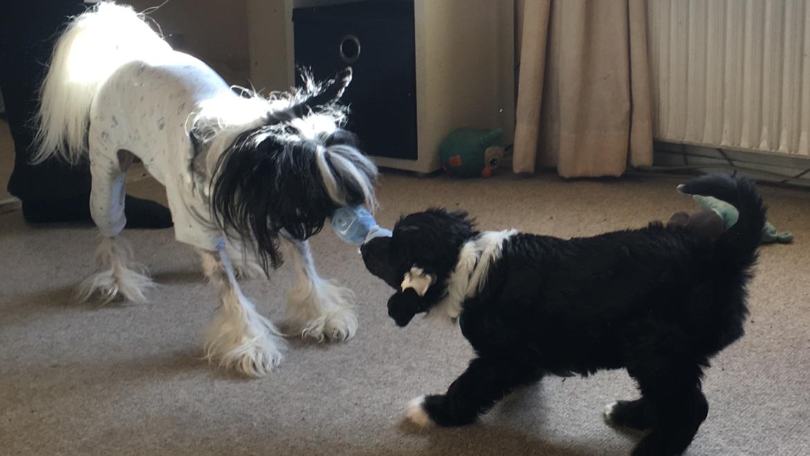 Chinese crested hårløs Jax billede 32