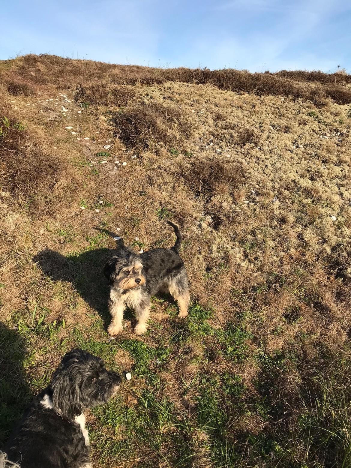 Blanding af racer Karla  billede 4