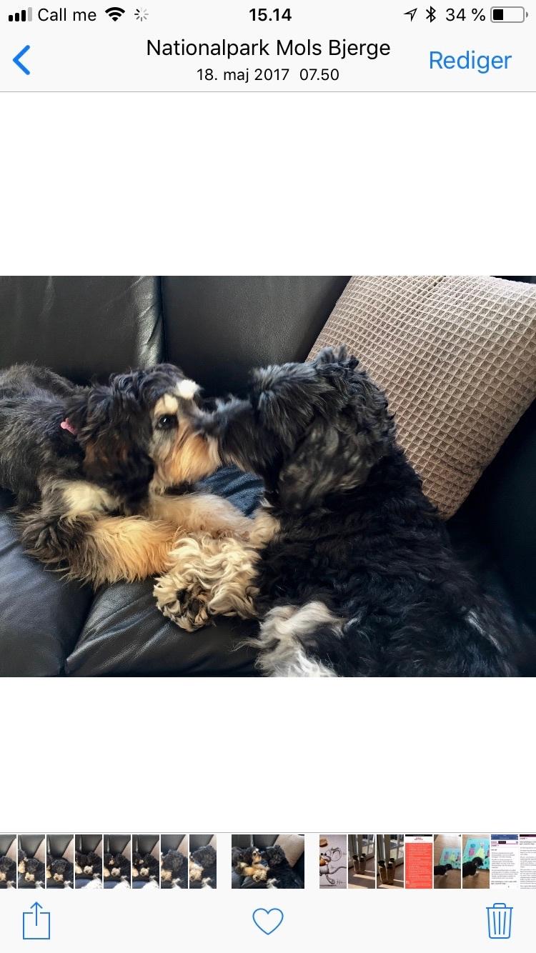 Blanding af racer Karla  billede 6