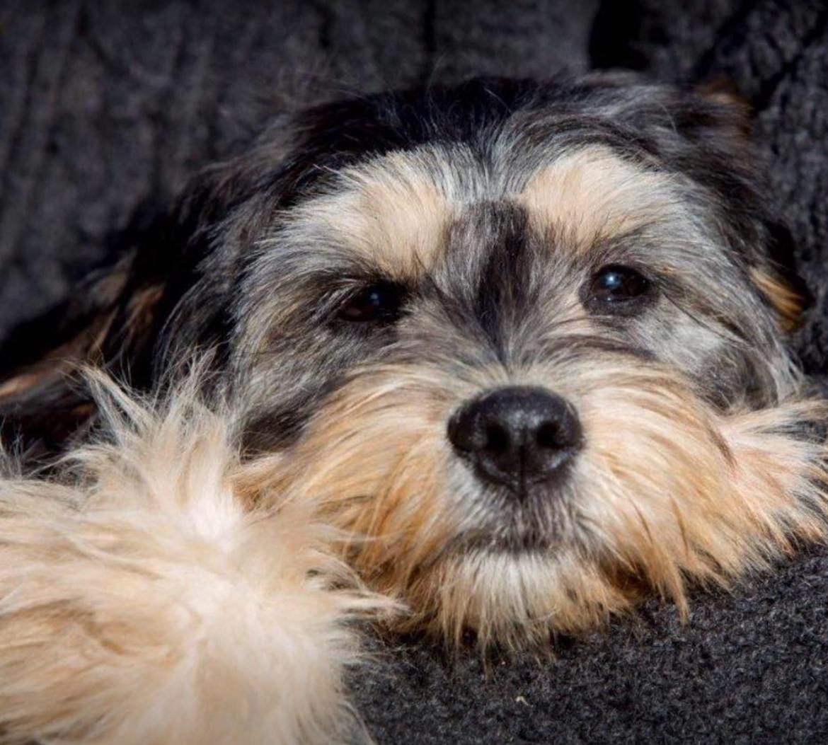 Blanding af racer Karla  billede 5