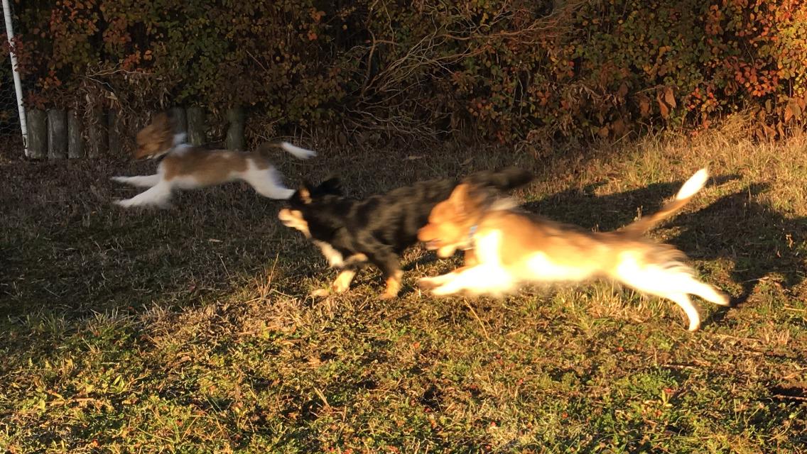 Papillon R.I.P Pomfritten Rita billede 12