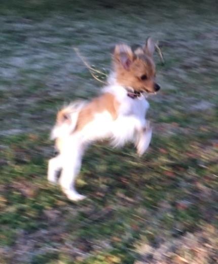 Papillon R.I.P Pomfritten Rita billede 9