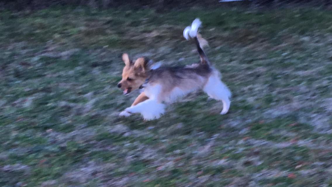 Papillon Funde *Mors* billede 8