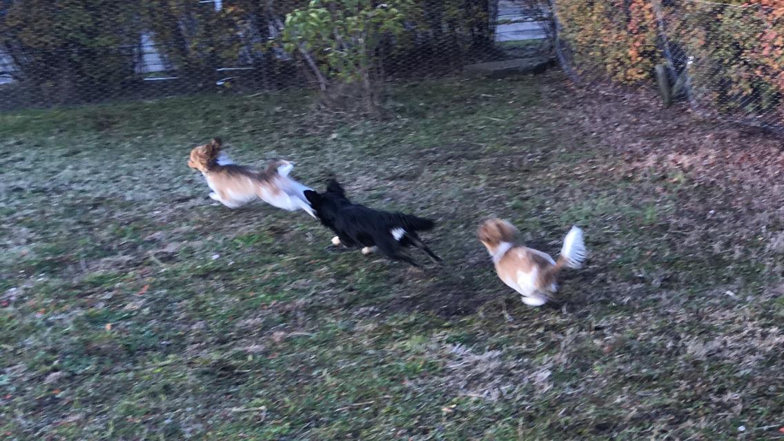 Papillon Funde *Mors* billede 17