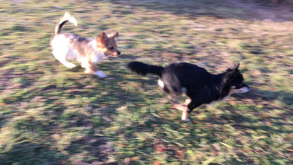 Papillon Funde *Mors* billede 18