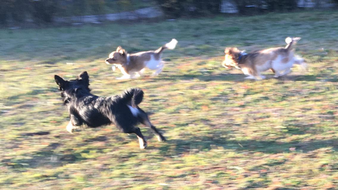 Chihuahua R.I.P Pago Pjevsen billede 39