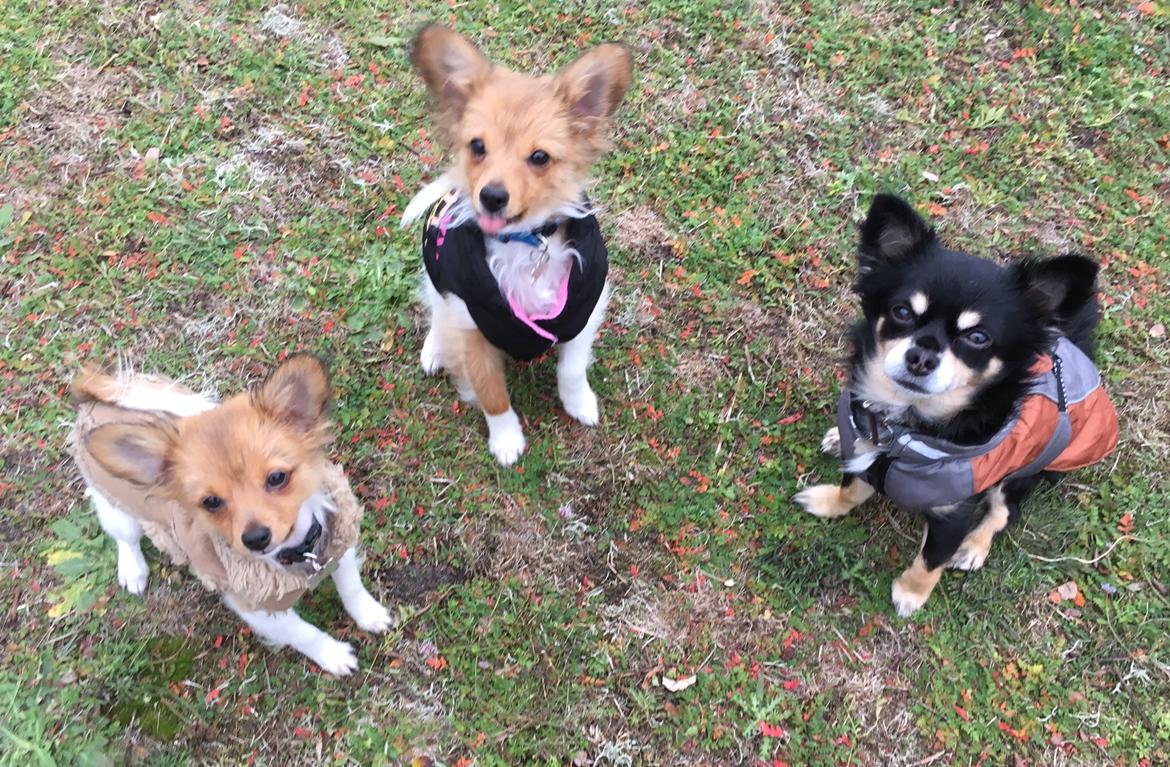 Papillon R.I.P Pomfritten Rita billede 23