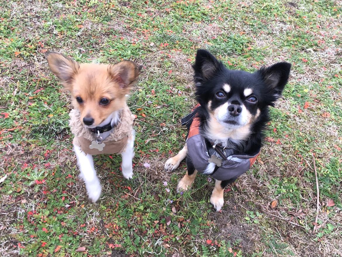 Papillon R.I.P Pomfritten Rita billede 24