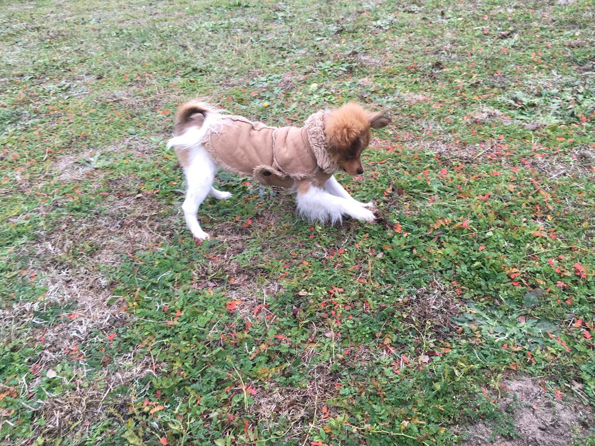 Papillon R.I.P Pomfritten Rita billede 11