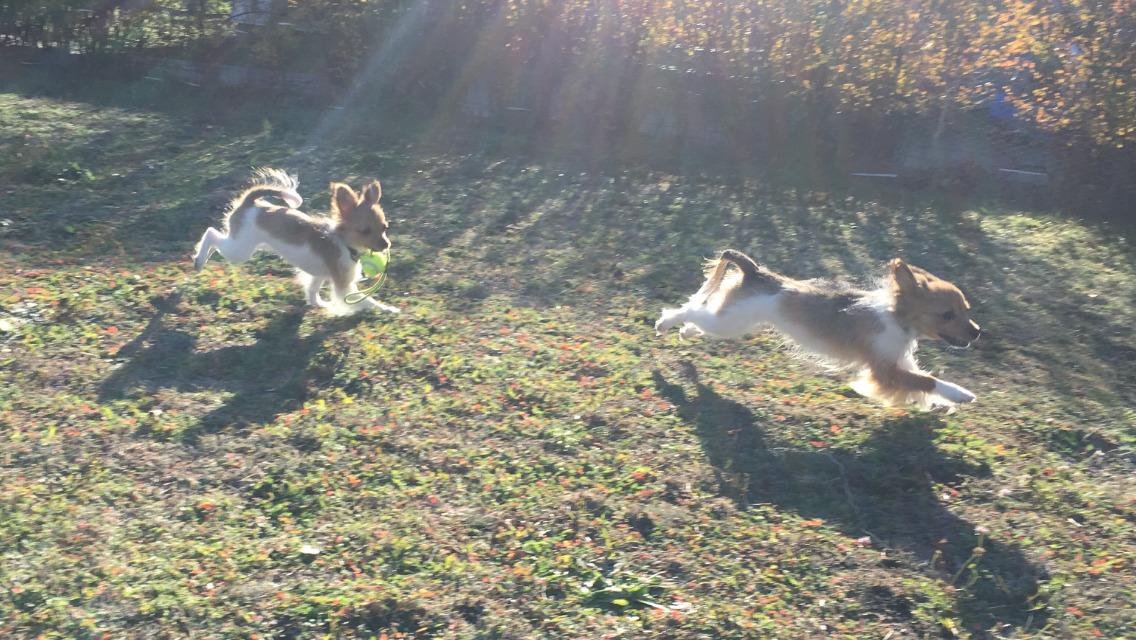 Papillon Funde *Mors* billede 23