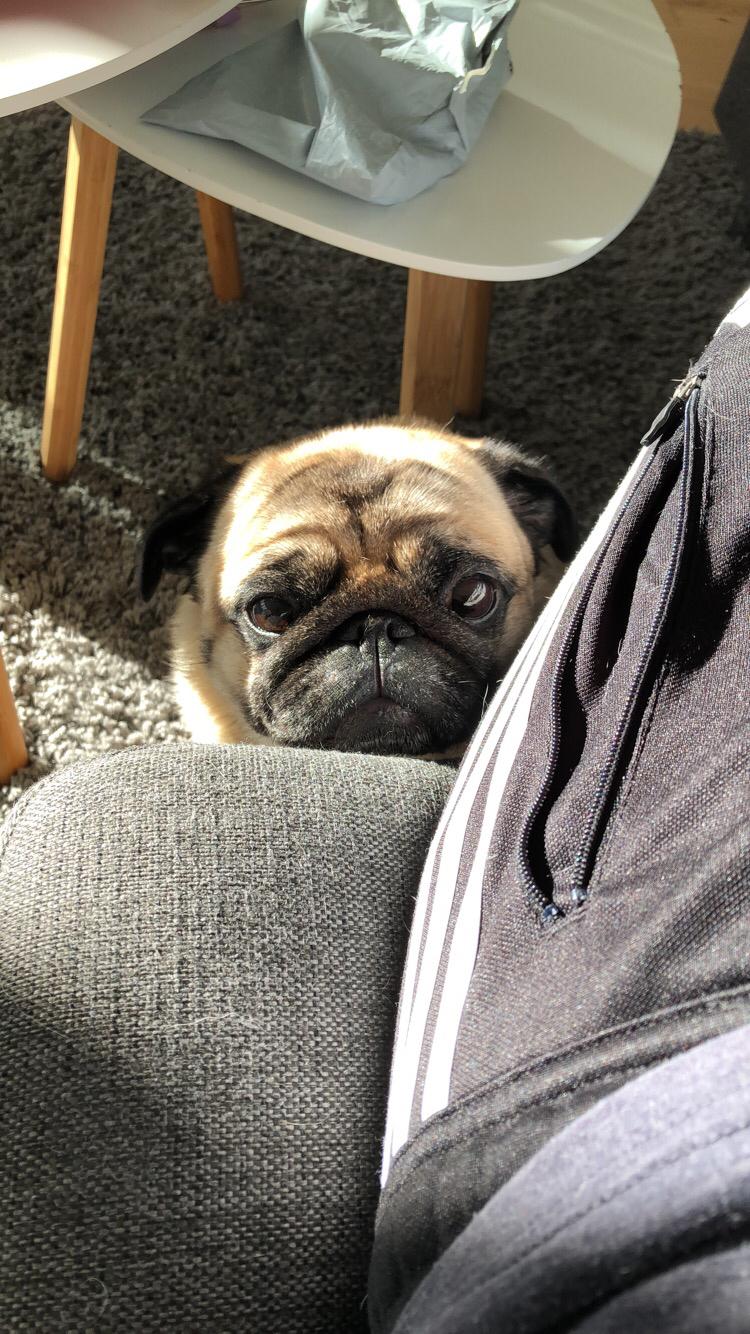 Mops Basically Jingles (Pjevs) billede 13