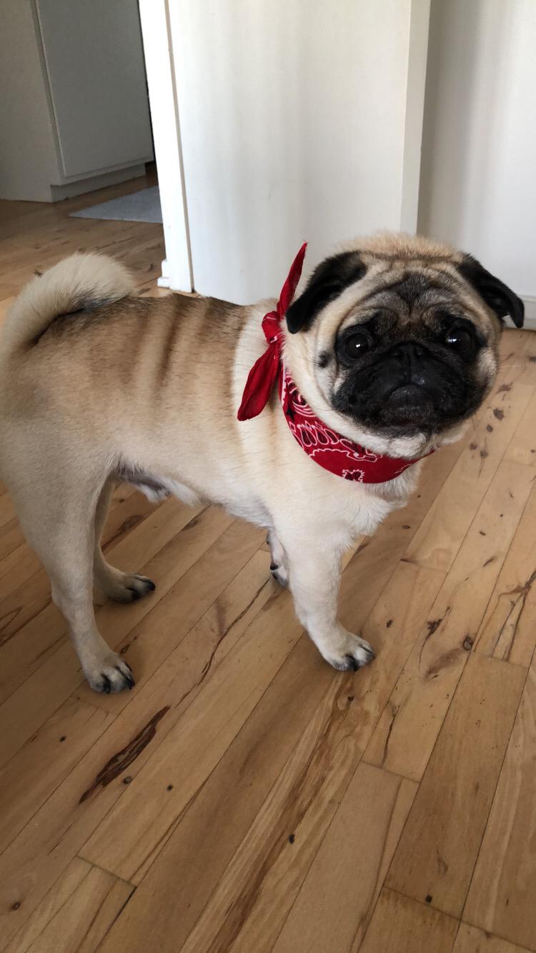 Mops Basically Jingles (Pjevs) billede 19