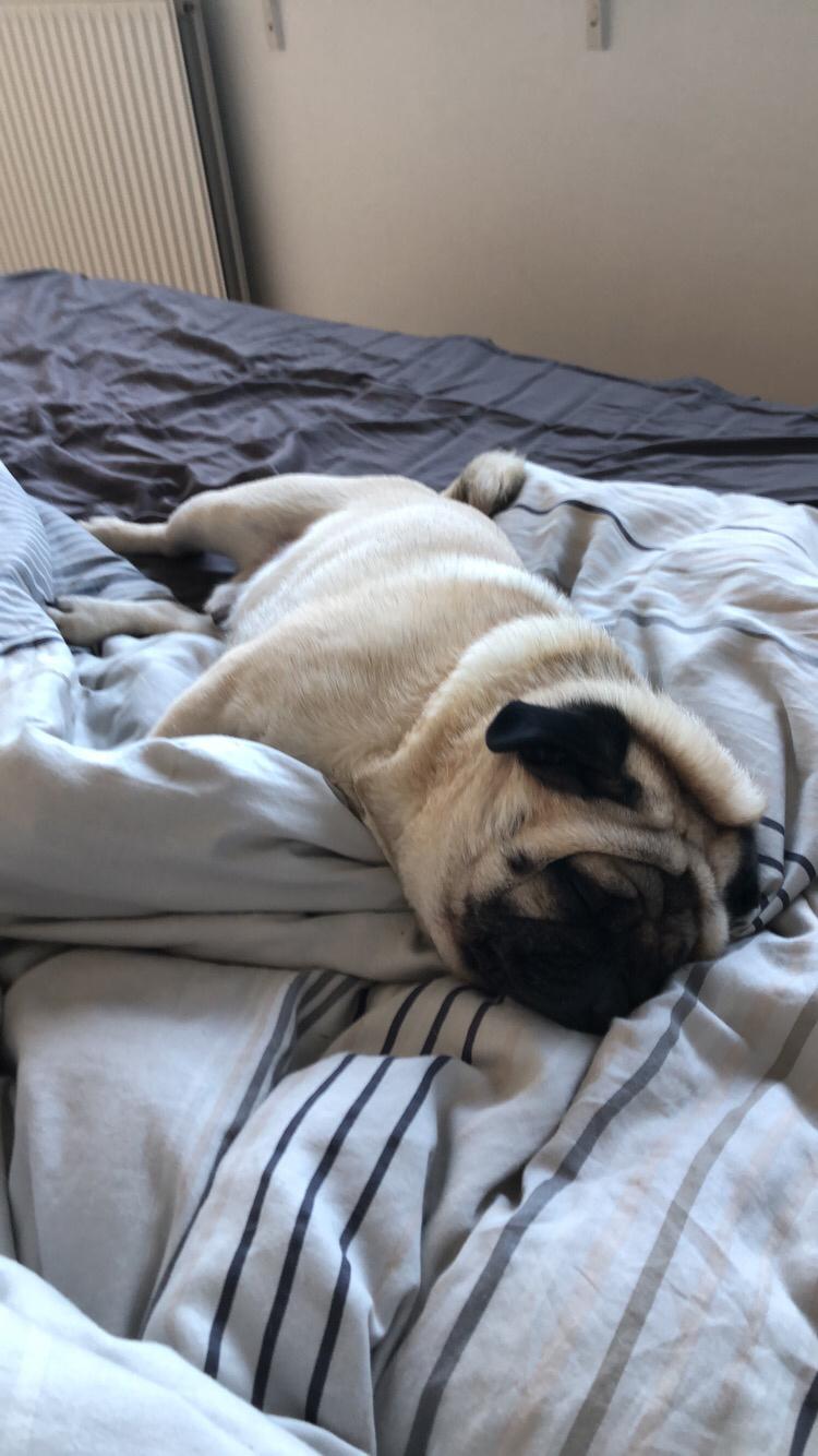 Mops Basically Jingles (Pjevs) billede 20