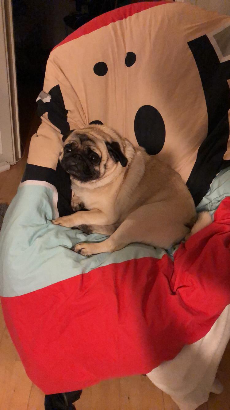 Mops Basically Jingles (Pjevs) billede 21