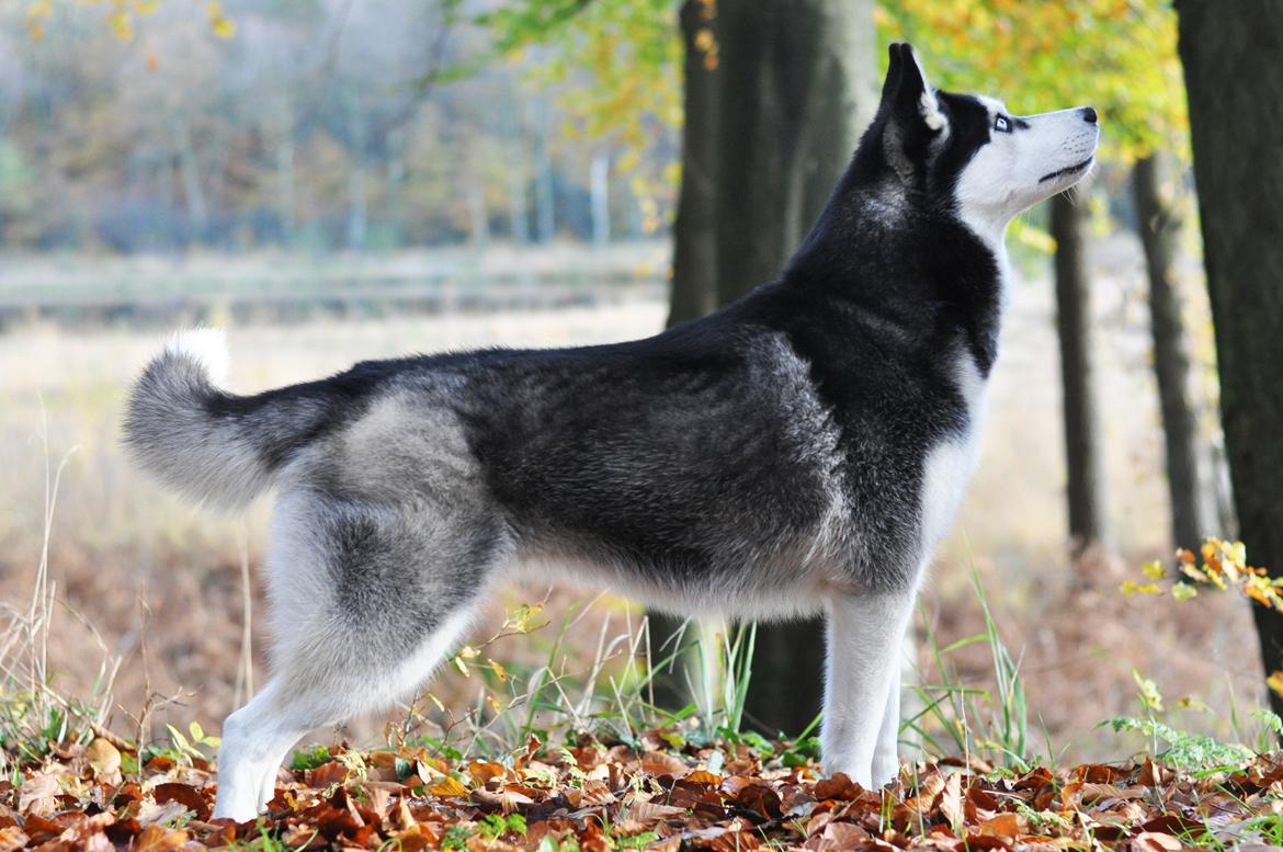 Siberian husky Mesmocan Lightning Ridge (Iza) - Iza 1,5 år billede 2