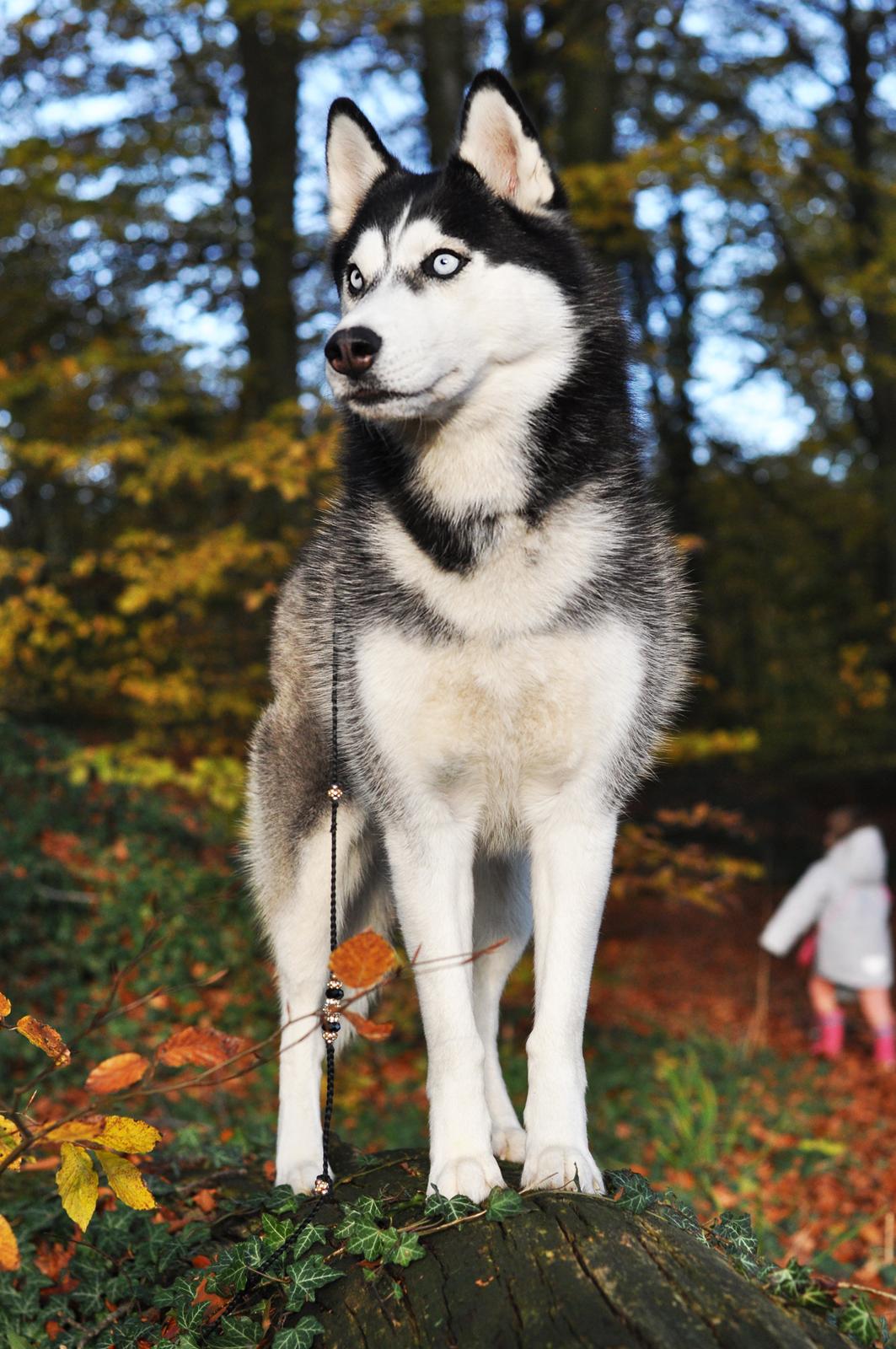 Siberian husky Mesmocan Lightning Ridge (Iza) billede 9