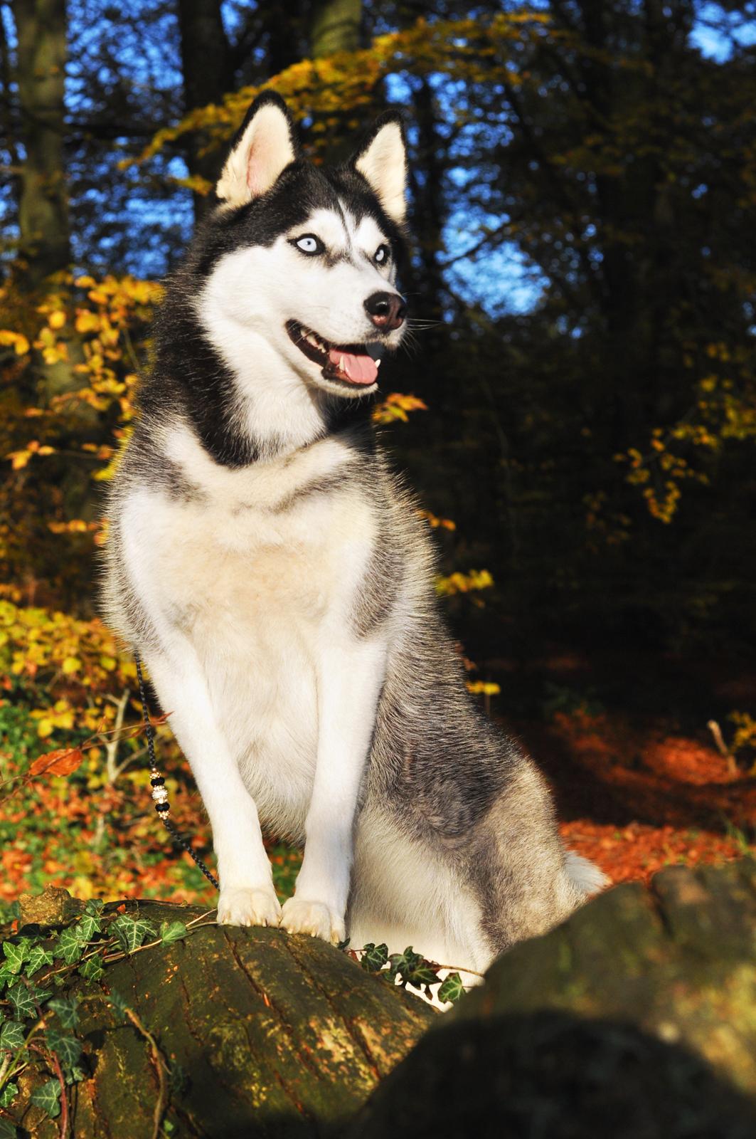 Siberian husky Mesmocan Lightning Ridge (Iza) billede 4