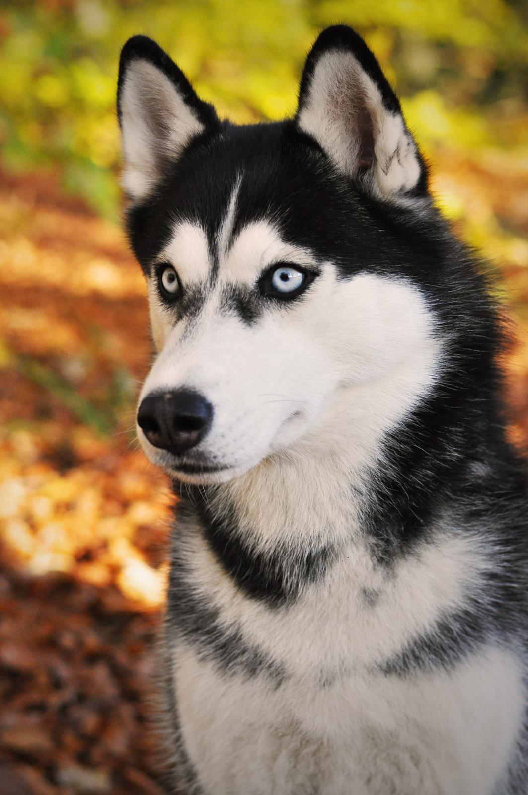 Siberian husky Mesmocan Lightning Ridge (Iza) billede 3