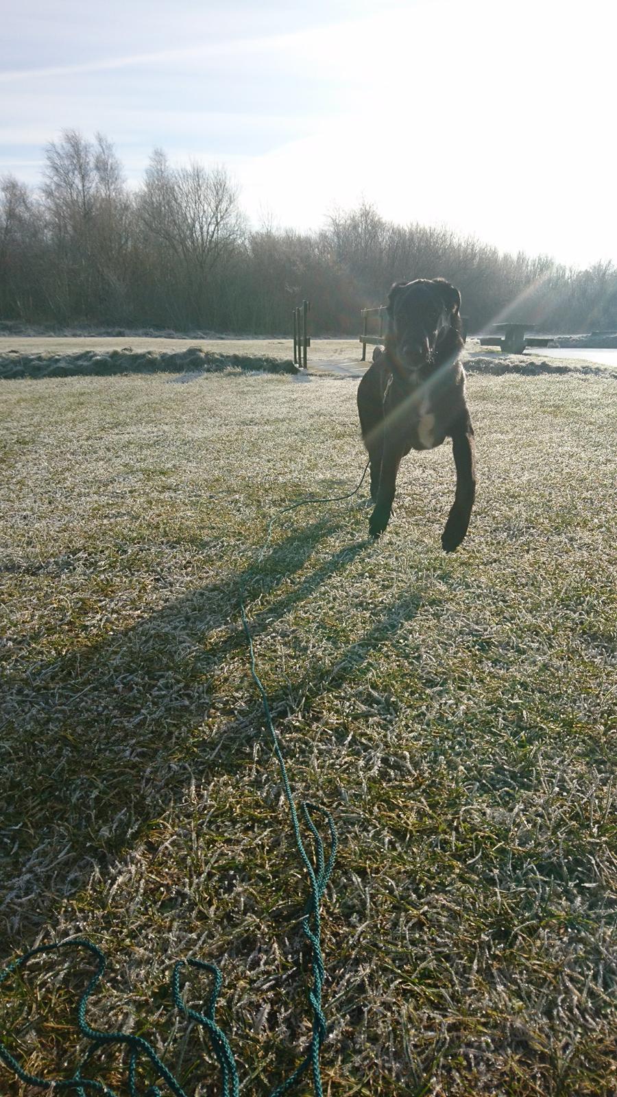 Blanding af racer Jørn  billede 16