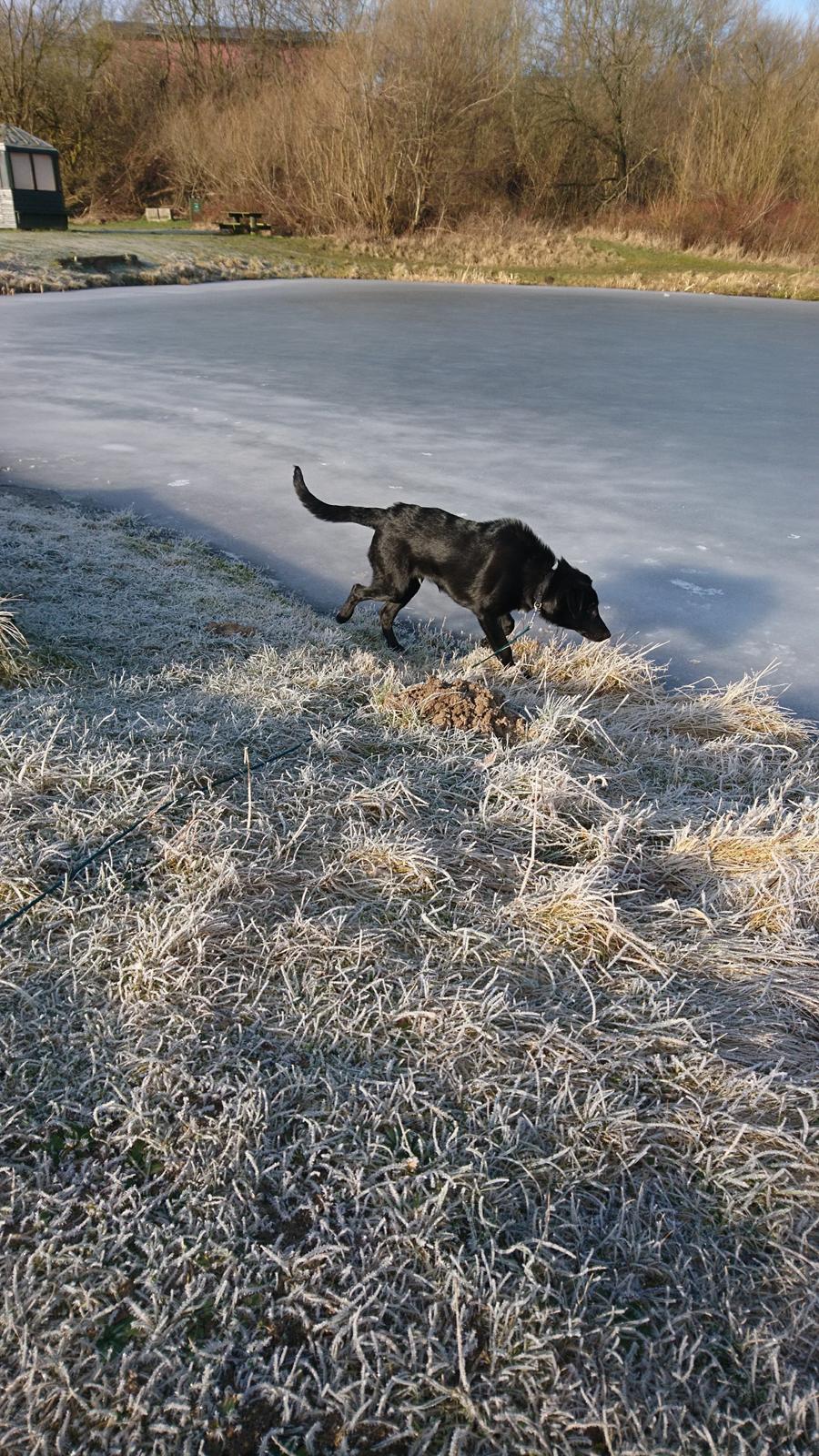 Blanding af racer Jørn  billede 17
