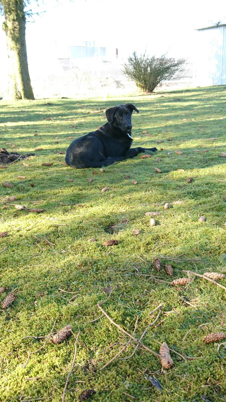 Blanding af racer Jørn  billede 18