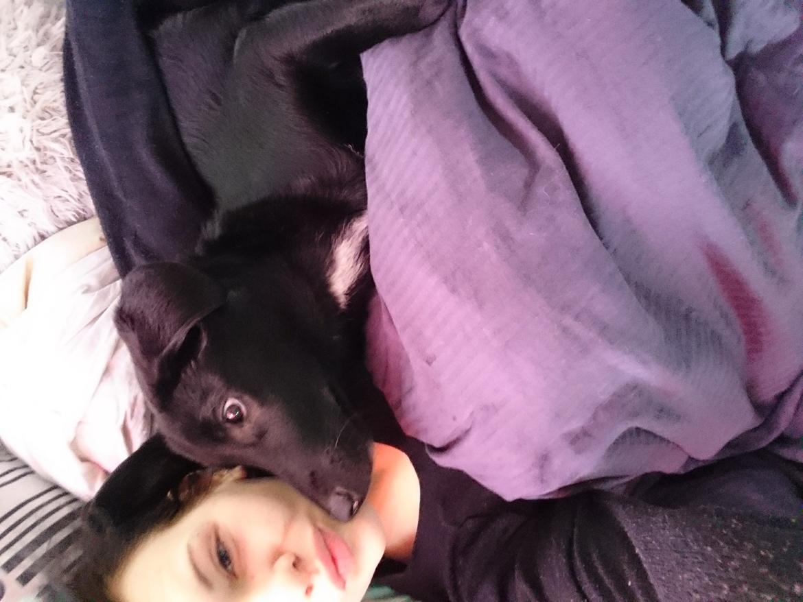 Blanding af racer Jørn  billede 19