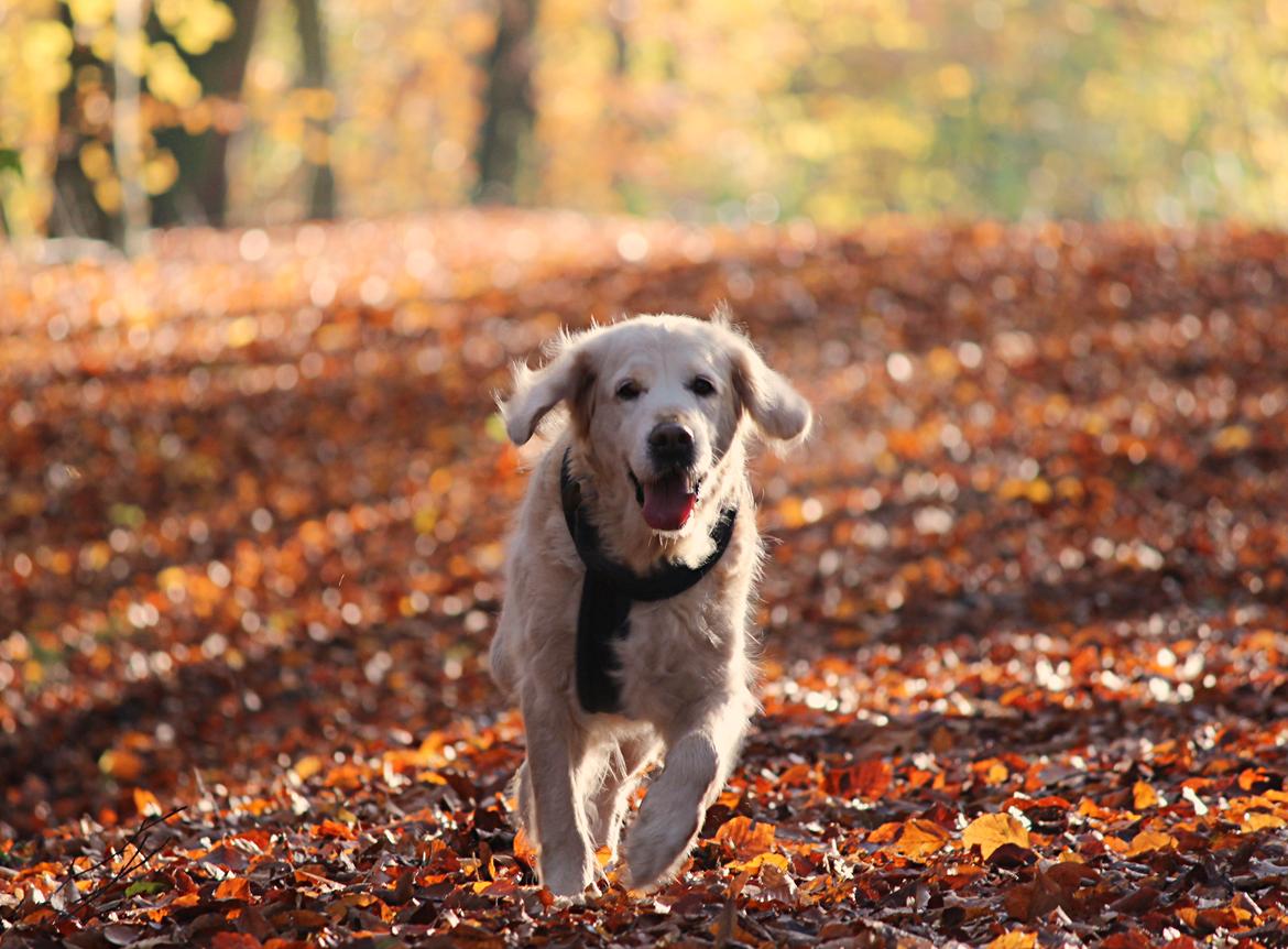 Golden retriever Luca billede 22