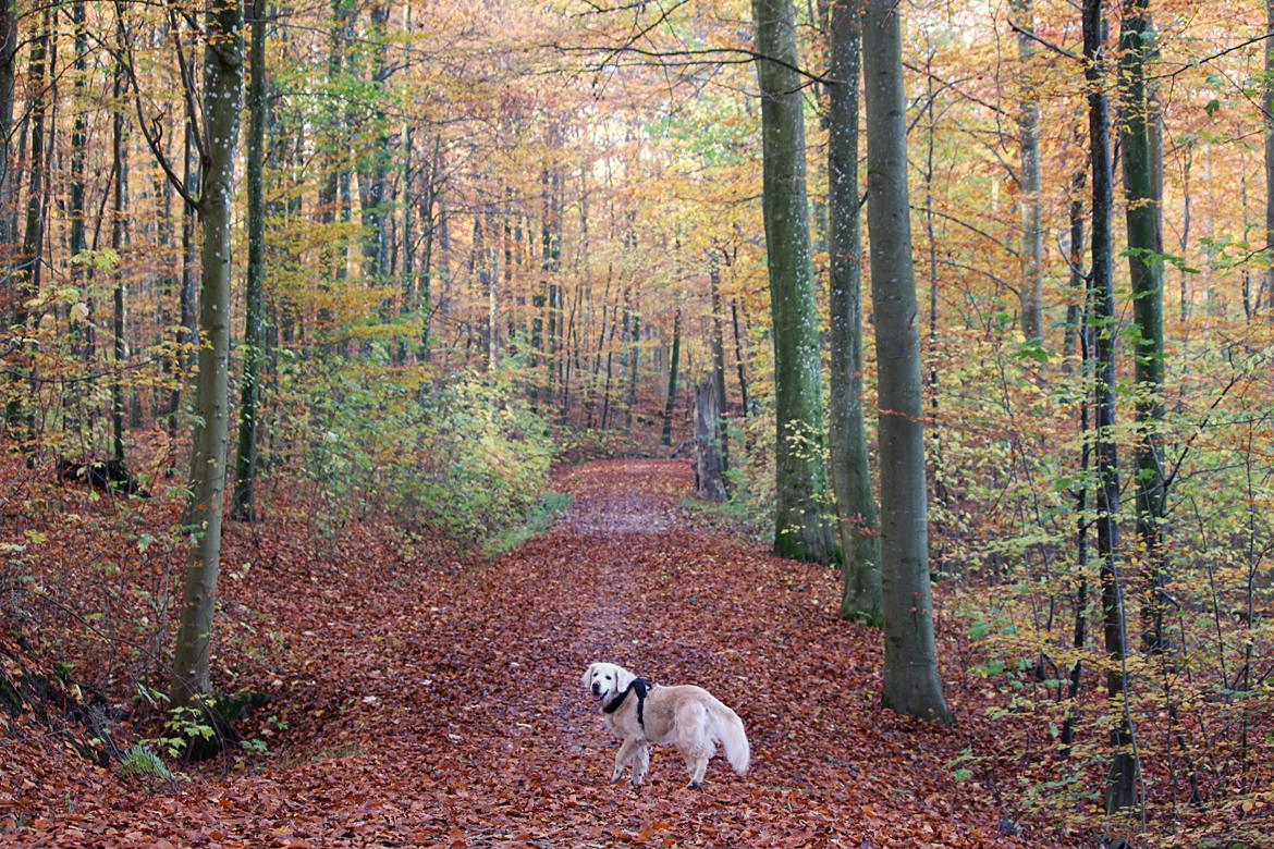 Golden retriever Luca billede 23