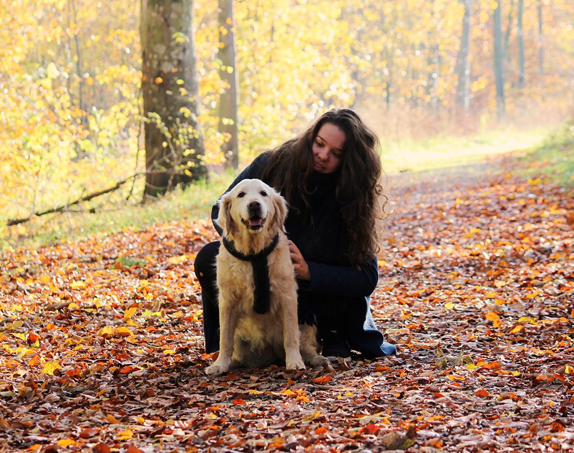 Golden retriever Luca billede 24
