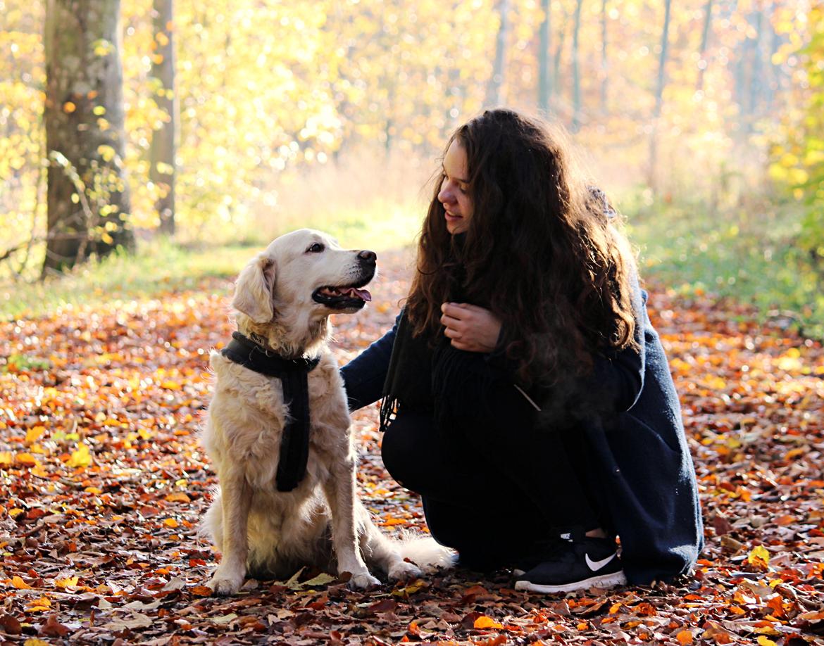 Golden retriever Luca billede 1