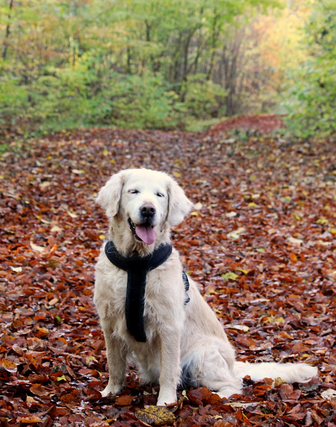 Golden retriever Luca billede 26