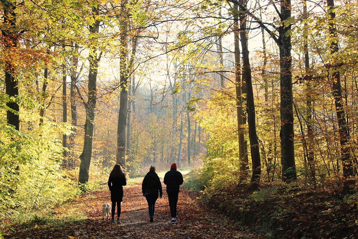 Golden retriever Luca billede 27