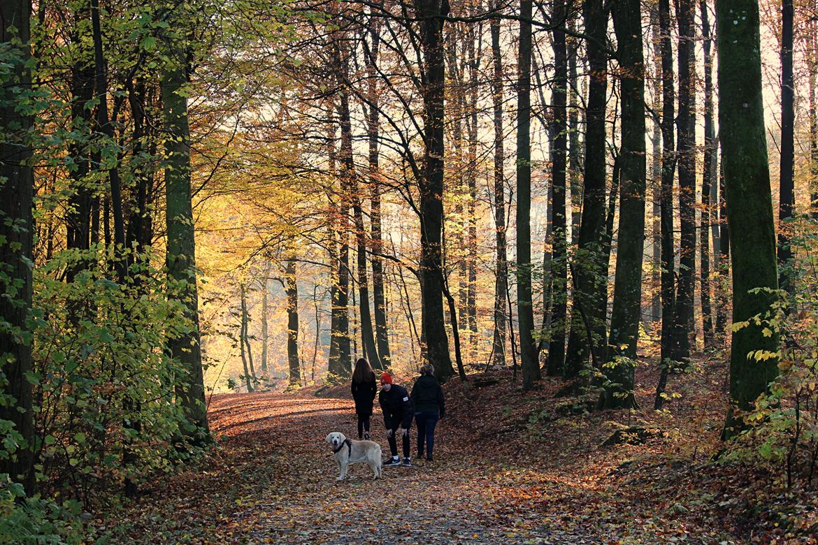 Golden retriever Luca billede 28
