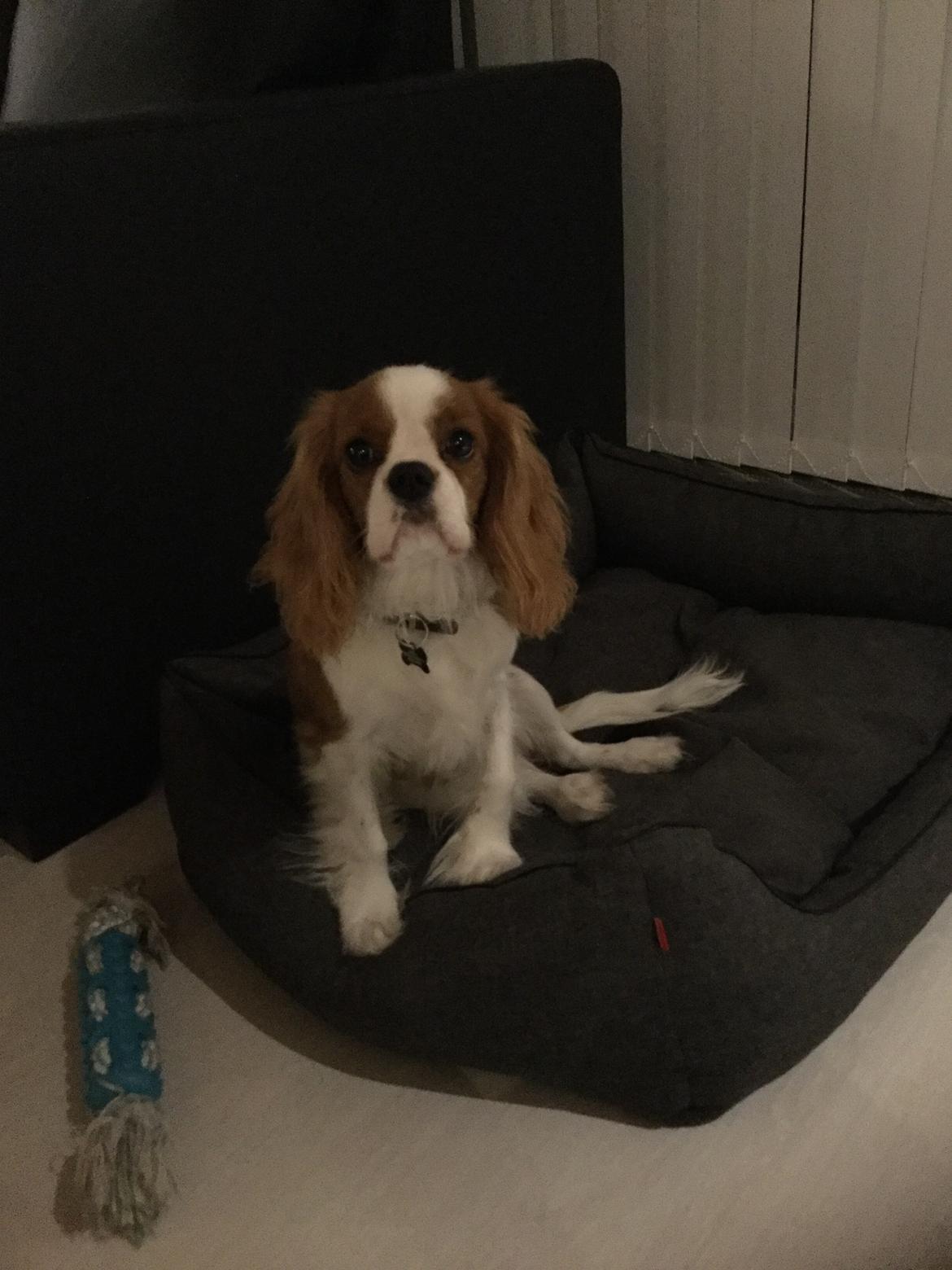 Cavalier king charles spaniel Arthur - 5,5 mdr. billede 21