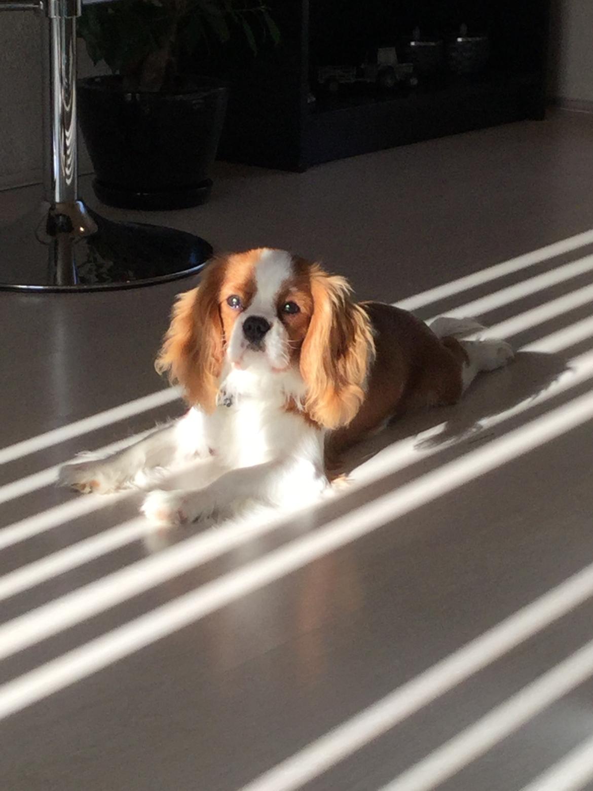 Cavalier king charles spaniel Arthur - 6 mdr. billede 23