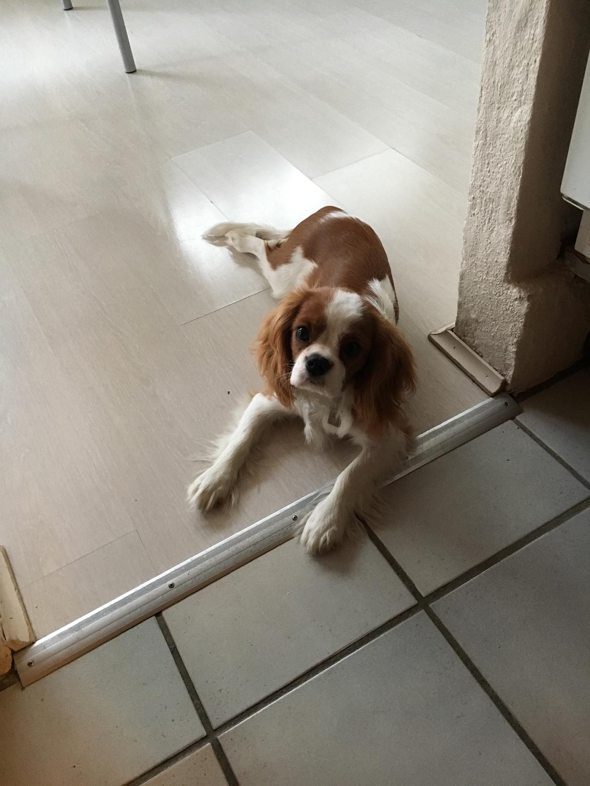 Cavalier king charles spaniel Arthur - 5,5 mdr. billede 25