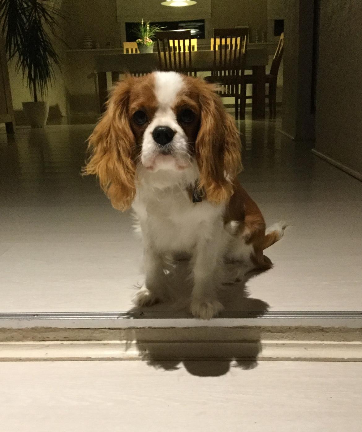 Cavalier king charles spaniel Arthur - 6 mdr. billede 26