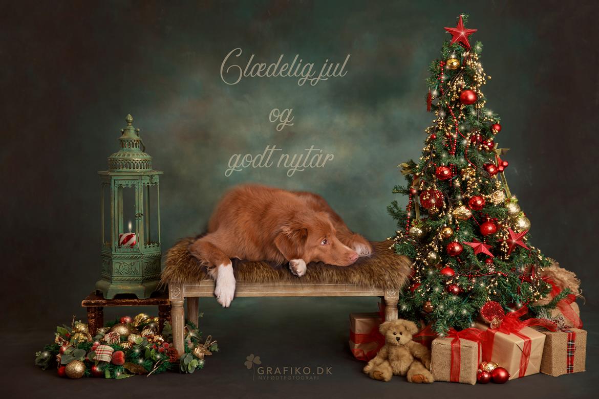 Nova scotia duck tolling retriever Findus billede 9