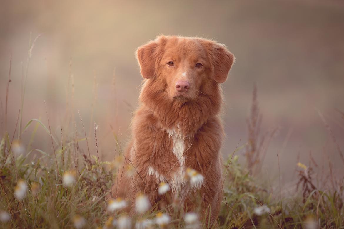 Nova scotia duck tolling retriever Findus billede 11