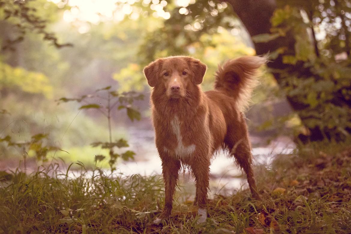 Nova scotia duck tolling retriever Findus billede 12