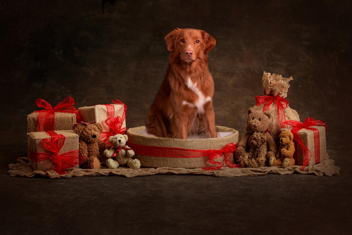 Nova scotia duck tolling retriever Findus billede 14