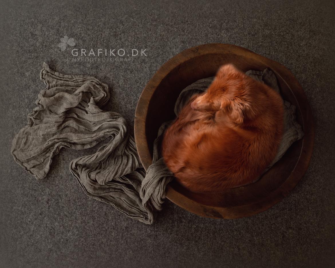 Nova scotia duck tolling retriever Findus billede 15