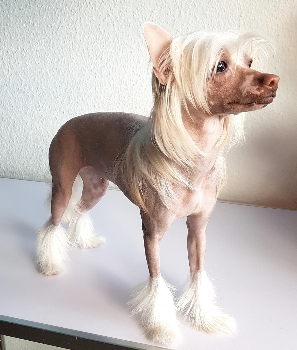 Chinese crested hårløs Zico Stella (Hottie Tot's Foxie Flash) billede 16