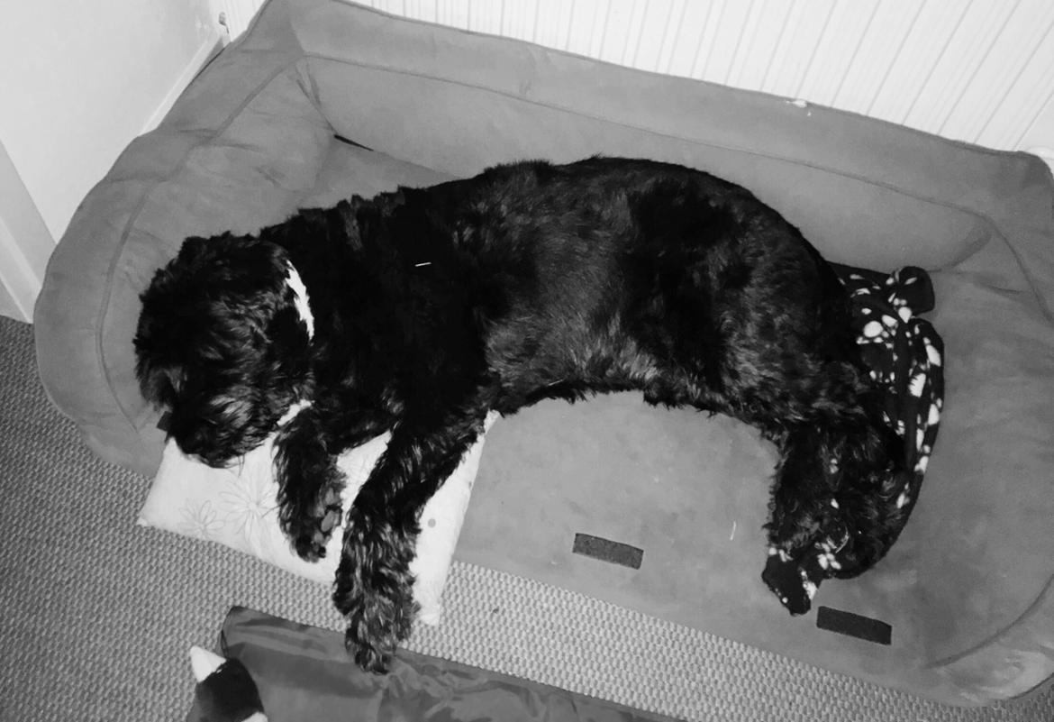 Riesenschnauzer willum 21/10-2007- 14/11-2018 ?? - Han elsker sin kurv!  billede 21