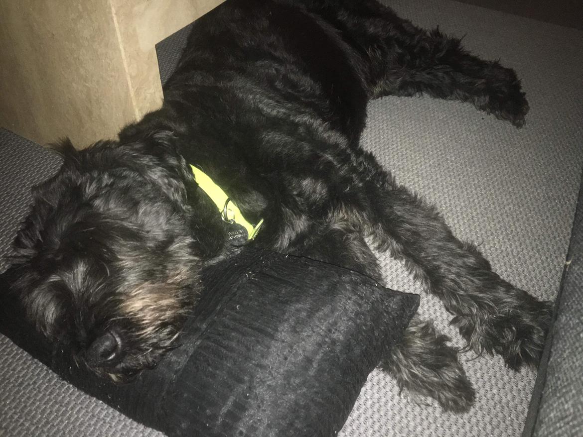 Riesenschnauzer willum 21/10-2007- 14/11-2018 ?? - Låner lige sofapuden😇 billede 22