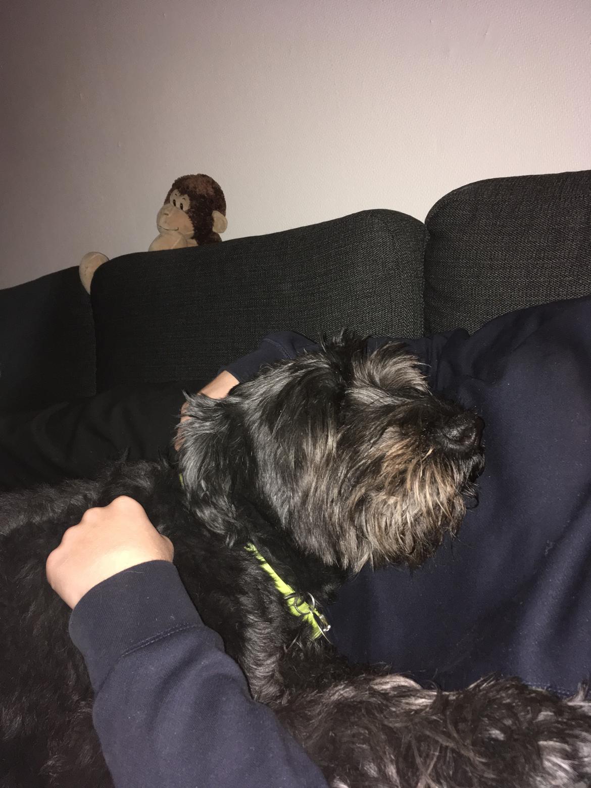 Riesenschnauzer willum 21/10-2007- 14/11-2018 ?? - Putter med sønnen. Bedste venner billede 25