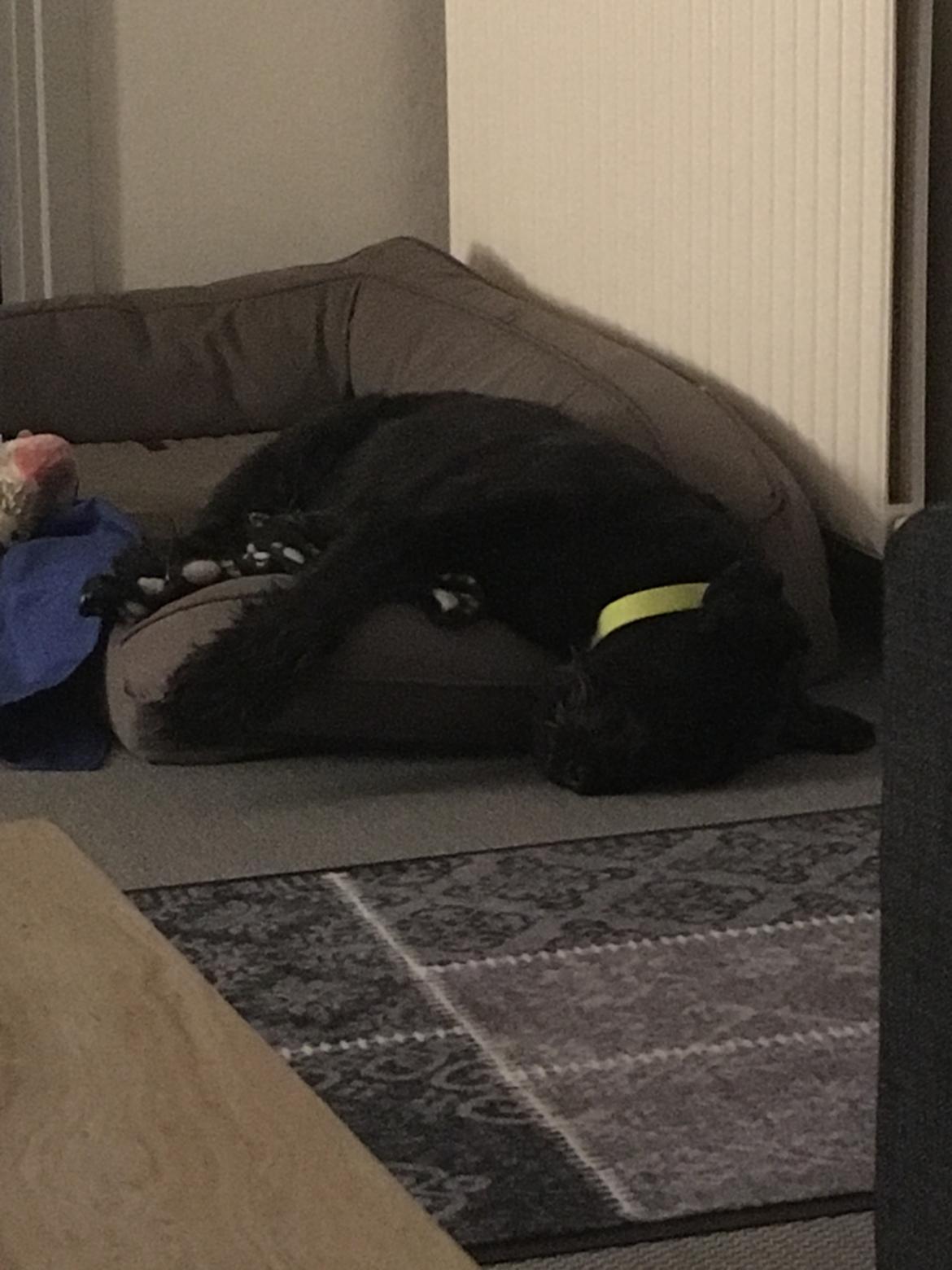 Riesenschnauzer willum 21/10-2007- 14/11-2018 ?? billede 28